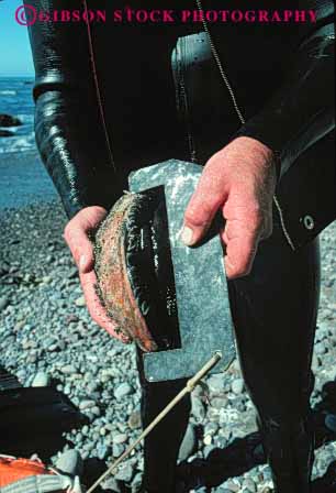 Stock Photo #5841: keywords -  abalone california coast dive diver divers diving gauge harvest harvested hunt invertebrate man measures men mendocino mollusk ocean red shell shellfish shore snail sport vert wetsuit with