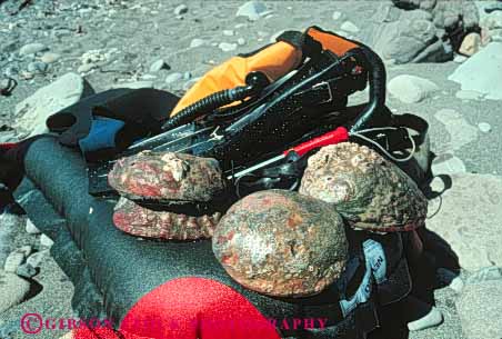 Stock Photo #5842: keywords -  abalone california coast dive diver divers diving harvest harvested horz hunt invertebrate man men mendocino mollusk ocean red shell shellfish shore snail sport wetsuit