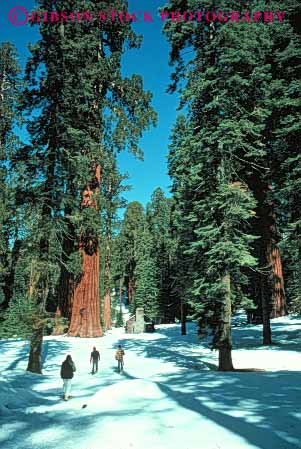 Stock Photo #5876: keywords -  adventure cabin california cold exercise explore friend giant group hike landscape national nature outdoor outdoors outside park people play recreation scenic season sequoia snow snowshoe snowshoeing snowshoers sport tree trees trek vert walk white wilderness winter yosemite