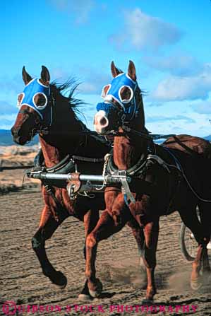 Stock Photo #5974: keywords -  animal bet chariot compete competing competition competitor contest course fast gallop galloping horses jockey mammal race racers racing recreation run runner running speed sport sports stride team track two vert wager