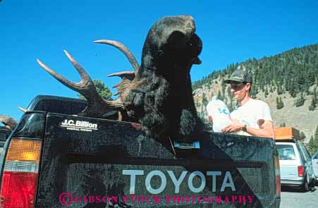 Stock Photo #5980: keywords -  big dead game gun harvest horz hunt hunter hunters hunting in kill montana moose outdoor outdoors outside recreation rifle shoot sport sports truck wildlife