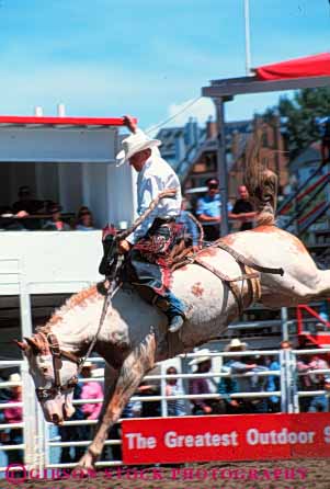 Stock Photo #5983: keywords -  action animal arena bronco buster challenge challenging compete competing competition competitor contest cowboy cowboys endurance endure enduring hang horse horseback horses injury mammal men motion move movement moving recreation ride rider riding risk rodeo rough sport sports vert west western