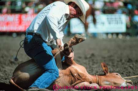 Stock Photo #5986: keywords - animal arena bind bronco buster capture catch catching challenge challenging compete competing competition competitor contest cowboy cowboys endurance endure enduring hang horse horseback horses horz injury mammal man recreation ride risk rodeo rope roping rough sport sports steer tie west western