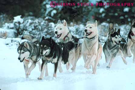 Stock Photo #6250: keywords - animal ca california canine cold compete competing competition competitor contest coordinate coordinated coordination course dog dogs effort glide group horz mammal pull race racers races racing recreation run runners running runs sled sledder sledding slide snow sport sports strength team tow truckee winter