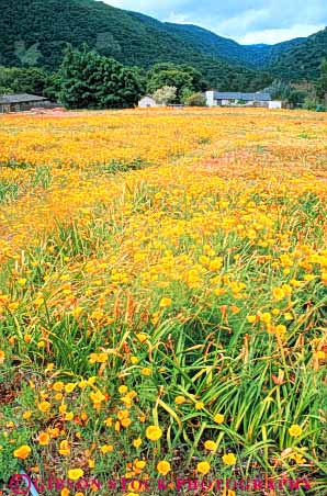 Stock Photo #10855: keywords -  (near ) california carmel country flower flowers home homes landscape landscapes monterey near poppies rural scenery scenic spring valley vert wildflower wildflowers