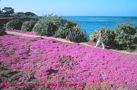 Stock Photo #10862: keywords -  (near ) alone california coast coastal flowers grove horz monterey near ocean pacific pink sea seashore shore shoreline solitary solitude surf walk walking walks wildflower wildflowers woman women
