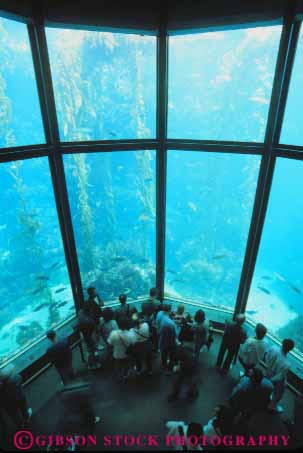 Stock Photo #10873: keywords -  aquarium aquariums attraction california glass grid kelp life marine monterey people plastic public sea tank tourist vert window windows