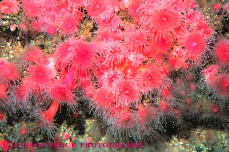 Stock Photo #10877: keywords -  anemones aquarium aquariums attraction california coelenterate colony horz invertebrate life marine monterey pink public red sea strawberry tourist