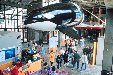 Stock Photo #10878: keywords -  aquarium aquariums attraction california hang hanging horz killer life lobby marine model models monterey public sea tourist whale