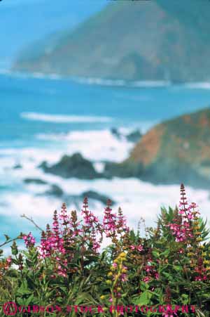 Stock Photo #10909: keywords -  big california coast coastal flower flowers focus highway landscape landscapes monterey nature near nettle ocean one scenery scenic sea seashore selective shore shoreline sur surf vert wildflower wildflowers