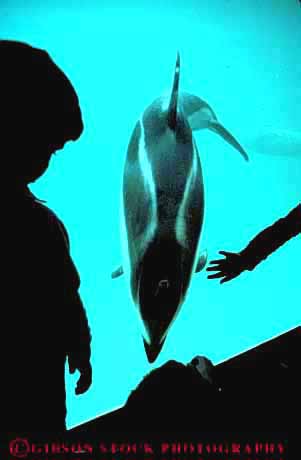 Stock Photo #10476: keywords -  aquarium aquariums california captive captivity cetacea cetacean children display displays dolphin fish francisco life look mammal mammals marine municipal museum museums observe observes public san see small steinhart tank vert view viewing views watch water whale