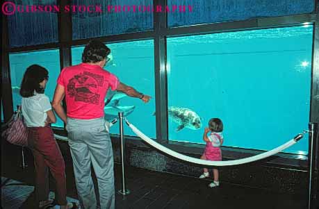 Stock Photo #10477: keywords -  aquarium aquariums california display displays families family fish francisco harbor horz life marine municipal museum museums observe observes public san seal see steinhart view viewing views watch watching water