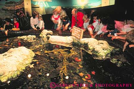 Stock Photo #10478: keywords - aquarium aquariums california display displays fish francisco horz intertidal life marine municipal museum museums people public san steinhart tank touch touching water