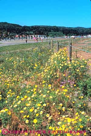 Stock Photo #10539: keywords - area beach beaches blooming blossom blossoming california crissy environment environmental field francisco gate golden habitat habitats historic military national nature of presidio recreation restoration restore restored restores restoring san site sites spring vert wildflower wildflowers