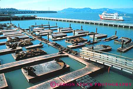 Stock Photo #10570: keywords -  animal animals attraction bay california colony floats francisco habitat horz lion lions mammal mammals marine nine pier san sea shoppers shopping shops thirty thirtynine tourist waterfront