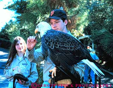 Stock Photo #10747: keywords - animals bald big bird birds california captive captivity display displays eagle eagles francisco handler horz job jobs large man park parks predator raptor san tame wildlife work worker workers working works zoo zoos