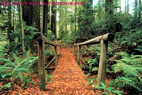 Stock Photo #3477: keywords - bridge california calm clean explore foot forest hike horz invite national nature park peace quiet redwood scenery scenic solitude trail tree trinidad walk wild wilderness wood