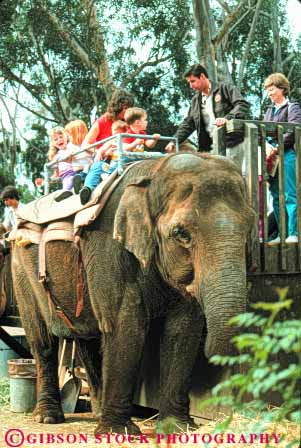 Stock Photo #9359: keywords -  animal animals california captive captivity children diego display displays elephant elephants exhibit large mammal people ride riding san vert zoo zoos