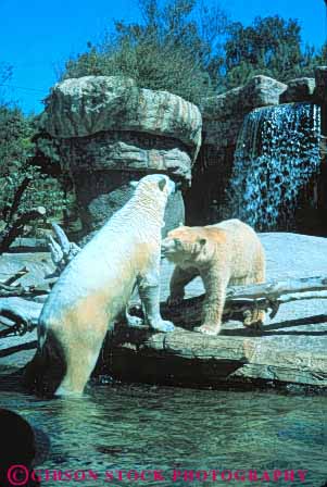 Stock Photo #9361: keywords - animal animals arctic bear bears california captive captivity carnivore carnivores diego display displays exhibit fur mammal mammals polar san vert zoo zoos