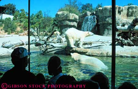 Stock Photo #9362: keywords -  animal animals arctic bear bears california captive captivity carnivore carnivores diego display displays exhibit fur horz mammal mammals people polar san watch zoo zoos