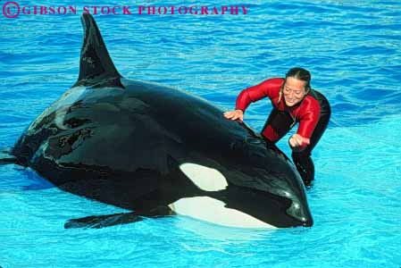 Stock Photo #9363: keywords - animal animals attraction california career diego female horz job jobs killer mammal mammals marine occupation orca perform performers performing performs profession professional san sea teach teacher tourist trainer training vocation whale whales with woman work worker working works world