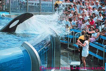 Stock Photo #9364: keywords -  animal animals attraction audience california cute diego funny horz killer mammal mammals marine orca perform performers performs preforming san sea splash splashes tourist water wave whales world