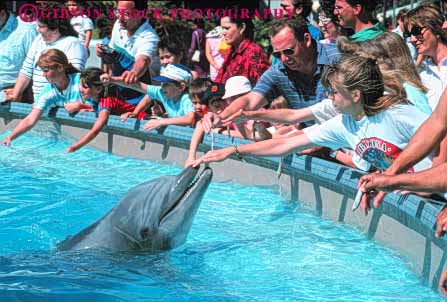 Stock Photo #9365: keywords - animal animals attraction california diego feed feeding fish horz mammal mammals marine people perform performers performs porpoise porpoises san sea touch tourist world