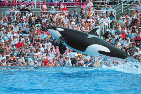 Stock Photo #9368: keywords -  animal animals attraction california diego horz jump jumping killer leap leaping mammal mammals marine orca perform performers performing performs san sea tourist trained whale world