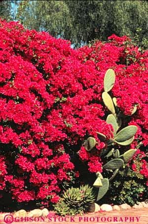 Stock Photo #9370: keywords -  adobe architecture bougainvillea building buildings cactus california church churches diego fathers flower franciscan garden historic mexican mission missions old reconstructed reconstruction replica replicas san spanish vert vintage white