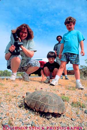 Stock Photo #12040: keywords -  animal animals arid california crawl crawling crawls desert deserts dry endangered family high hot joshua looking mojave national park parks people public reptile reptiles shell shells species tortoise tortoises tree turtle vert wildlife