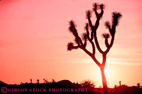 Stock Photo #12043: keywords -  arid cactus california color colorful dark desert deserts dry dusk evening high horz hot joshua mojave national orange park parks public silhouette silhouettes sky sunset sunsets tree