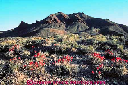 Stock Photo #12275: keywords - california canyon climate climatology death flower flowers habitat horz mountain national nature paintbrush park parks red sunny titus valley valleys warm wildflower wildflowers