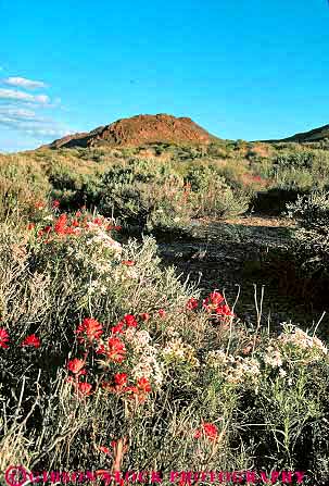 Stock Photo #12276: keywords -  california canyon climate climatology death flower flowers habitat mountain national nature paintbrush park parks red sunny titus valley valleys vert warm wildflower wildflowers