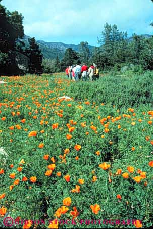 Stock Photo #9859: keywords -  adult adults barbara botanical california class field fields flower garden gardens gather gathering group groups hike hikers hiking in of poppies poppy santa trip vert wildflower wildflowers