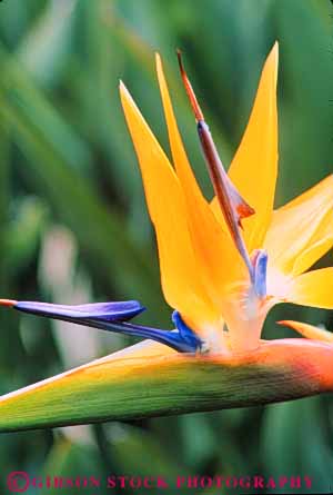 Stock Photo #9860: keywords -  barbara bird blossom blossoming blossoms california closeup courthouse flower flowers garden gardens in of orange paradise santa vert