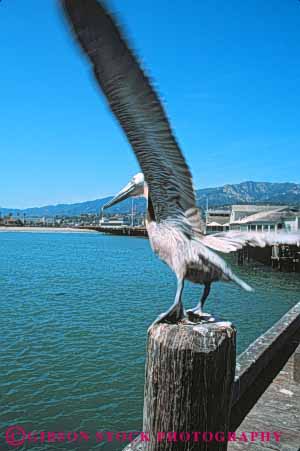 Stock Photo #9871: keywords -  barbara big bird birds boat boats california coast coastal flight harbor harbors huge large marina marinas marine maritime ocean pelican pelicans saltwater santa sea seashore shore takes vert water wharf wharfs