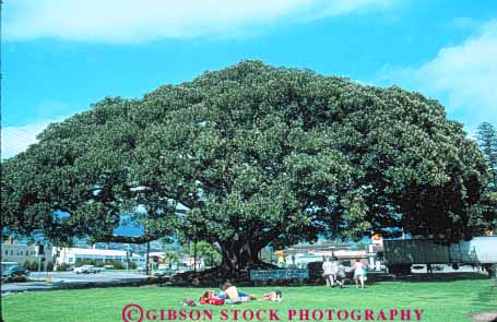 Stock Photo #9904: keywords -  barbara bay big california fig giant horz huge kind landmark landmarks large moreton of old one santa tree trees