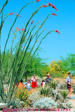 Stock Photo #12034: keywords - arid botanical cactus california community desert deserts destination dry garden gardens hot living museum ocotillo palm people resort resorts springs travel vert