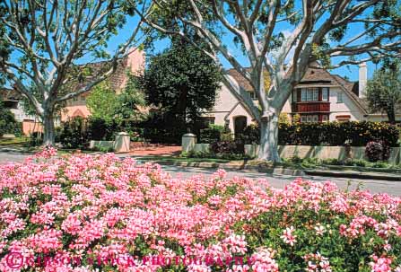 Stock Photo #8373: keywords - angeles beverly california exclusive flower flowers hills home homes horz house houses los neighborhood neighborhoods scale street tree trees up