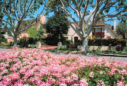 Stock Photo #8373: keywords -  angeles beverly california exclusive flower flowers hills home homes horz house houses los neighborhood neighborhoods scale street tree trees up