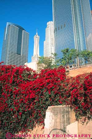 Stock Photo #8402: keywords -  angeles bougainvillea building buildings california center city downtown flowers los urban vert