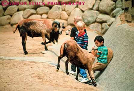 Stock Photo #8448: keywords -  angeles animal animals boy boys california city goat goats griffith horz los mammal mammals park parks zoo