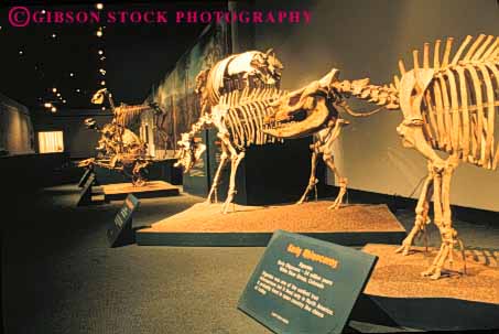 Stock Photo #8454: keywords -  angeles bone bones display exhibit exhibits exposition fossil fossils history horz los mammal museum museums natural park rhinoceros skeleton skeletons skull skulls specimen specimens
