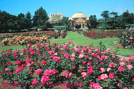 Stock Photo #8458: keywords -  angeles blossoming blossoms building california exposition flower flowering flowers garden gardens history horz los museum museums natural ngeles park pink rose roses