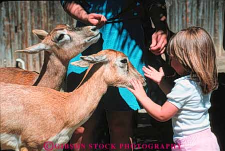 Stock Photo #9492: keywords -  animal animals attraction california captive captivity child diego girl girls habitat habitats horz in mammal open park parks pet pets petting san space touch touching tourist wild zoo zoos