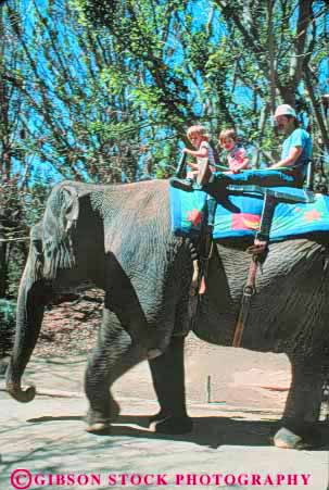 Stock Photo #9494: keywords - animal animals attraction california captive captivity child children diego elephant elephants habitat habitats open park parks ride rider riders rides san space tourist vert wild zoo zoos