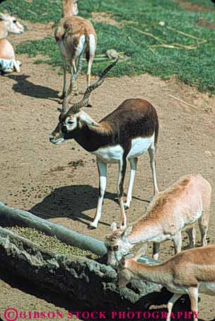 Stock Photo #9496: keywords -  animal animals attraction black buck california captive captivity diego habitat habitats mammal open park parks san space tourist vert wild zoo zoos