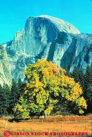 Stock Photo #9975: keywords -  alpine autumn batholith black california cliff cliffs color cut deciduous dome environment face fall geologic geological geology glacial glacier granite half landmark landmarks landscape mountain mountains mt mtn mtns national nature oak park parks scenery scenic scour sierra steep tree trees vert wild wilderness yosemite