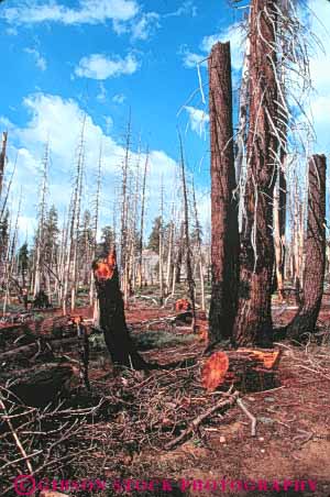 Stock Photo #9980: keywords -  alpine burn burned california damage ecology environment fire fires forest in landscape management mountain mountains mt mtn mtns national nature park parks resource scenery scenic sierra trees vert wild wilderness yosemite