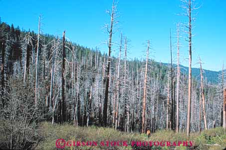 Stock Photo #9981: keywords -  alpine burn burned california damage ecology environment fire fires forest horz in landscape management mountain mountains mt mtn mtns national nature park parks resource scenery scenic sierra trees wild wilderness yosemite